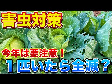 【害虫対策】穴が空いてたら要注意！２つの方法を紹介します！今年は暖冬で虫の活動が活発です！