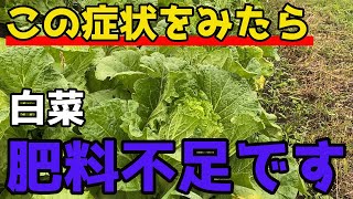 【白菜】気を付けて！これ肥料不足のサインです。【家庭菜園】