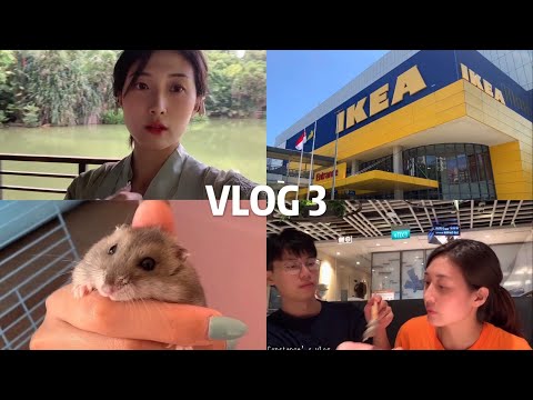 【新加坡vlog】weekly vlog3 | 去宜家吃咸蛋黄鸡翅｜ 拍汉服写真📷 ｜“男明星”首登荧幕🐹 ｜周末吃海底捞啦😄