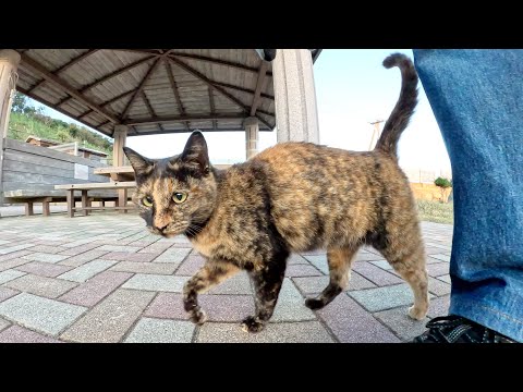 The strong-willed tortoiseshell cat attacks older cats and humans