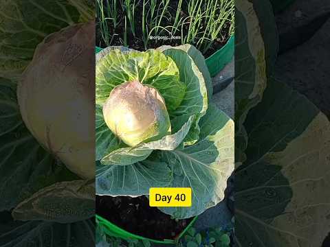 journey of cabbage plant #terracegarden #organic #cabbage