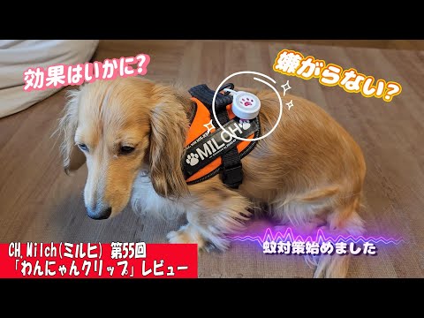 第55回わんにゃんクリップレビュー