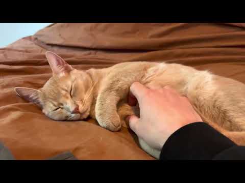 Precious kitty making biscuits on a bed