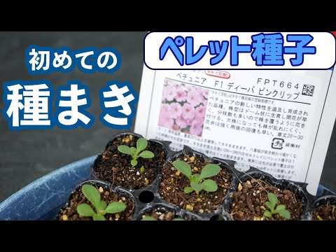 ペレット種子を初めて蒔いてペチュニアの苗づくり