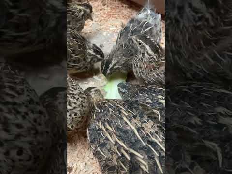 This is definitely their favourite treat 🙌 #quails #shorts #animalvideoclips