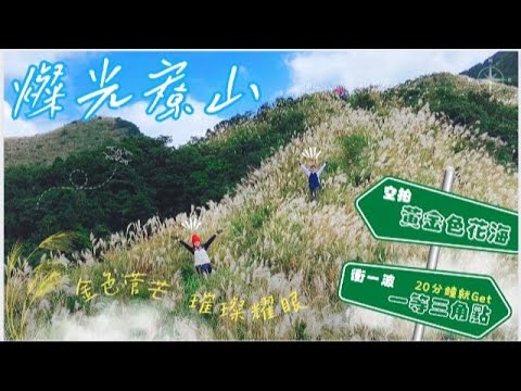 【燦光寮山、半屏山】🚁空拍菅芒花海｜🏆絕美更勝草嶺古道｜⏰期間限定｜㊙️黄金色夢幻秘境｜💋不藏私景點｜一等三角點｜