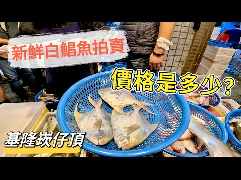 基隆崁仔頂~新鮮的白鯧魚~價格是多少？白鯧、海鱺魚、甘仔魚、土魠魚、白腹仔、花枝～深夜糶手拍賣113/11/24(凌晨三點）