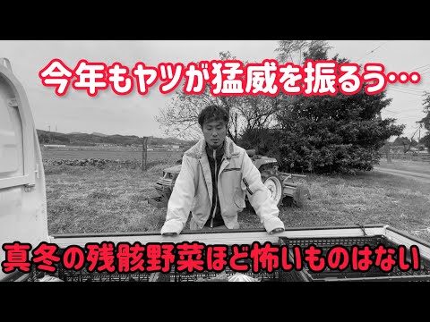 うわぁわぁわぁ。今年の冬もこんにちは。会ったら最後。毎年冬に会うハメになります。