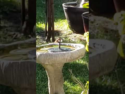 Hummingbird taking a jacuzzi bath