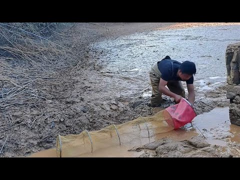 The silt in the fish pond is too deep to catch 5kg of mandarin fish  and there are still many valua