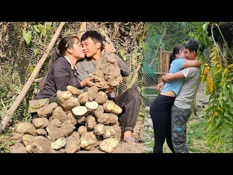 Harvesting wild underground tubers Sold at the market - Living with nature || Linh's Life