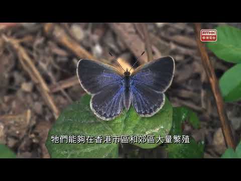 大自然大不同2：2021.07.27 城市動脈