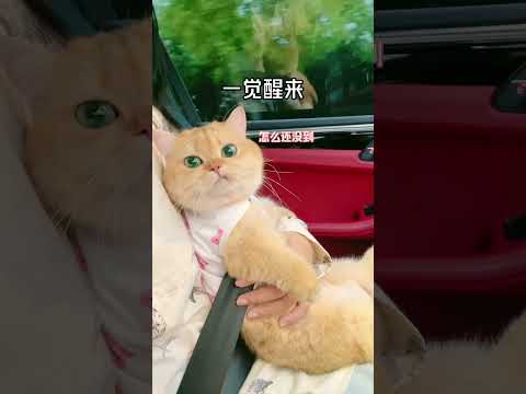 果然小猫咪也受不了舟车劳顿！ 正经小猫 评论区看看你们的猫