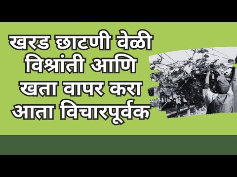 shrihari ghumare |खरड छाटणी वेळी विश्रांती आणि खता  वापर  करा  आता  विचारपूर्वक