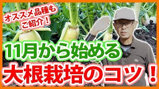 家庭菜園や農園の大根栽培で11月栽培スタートの秘訣！寒さから大根を守るコツと大根の育て方！【農家直伝】