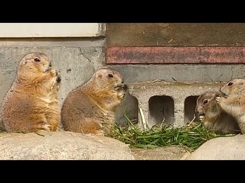 超可愛い！オグロプレーリードッグが餌を食べる様子です！ in 愛媛県立とべ動物園