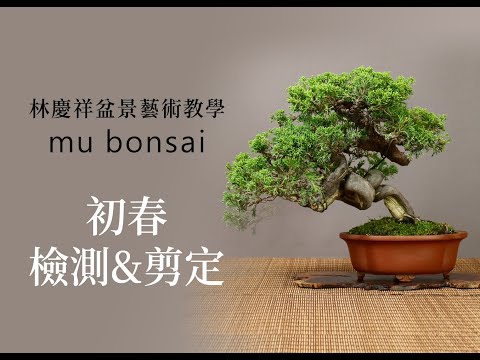 初春∣排水檢測&剪定∣請打開字幕 ◤林慶祥盆景藝術教學◢ Bonsai in Taiwan