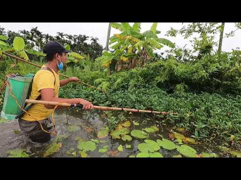 Kích Cá Sau Trận Mưa Lớn Nhiều Loại Cá Quẫy Mạnh Trong Ruộng Rau Muống | Thú Vui 3 Miền