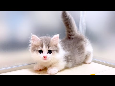 【マンチカンの子猫】子猫は綺麗好きで空気が読める件 ～猫のいる生活Vol.1037～出産動画 マンチカン短足・ミヌエット・ペルシャ猫専門ブリーダー『ペット蔵人』【子猫の成長記録】