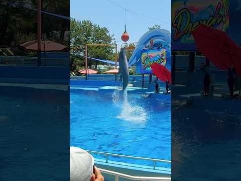 Dolphin Show