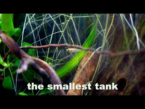 What Is The SMALLEST Nano Tank Size For 5 Of The TINIEST Fish? You May Be Surprised!