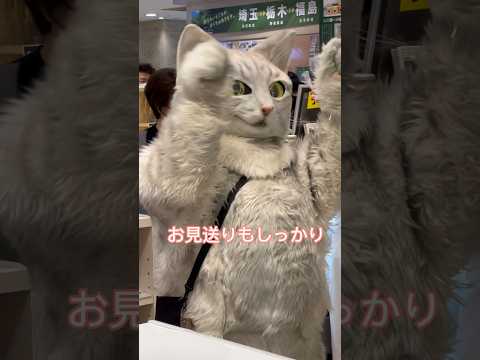 坂の上の猫、ミクちゃん#アルバイト猫#shorts