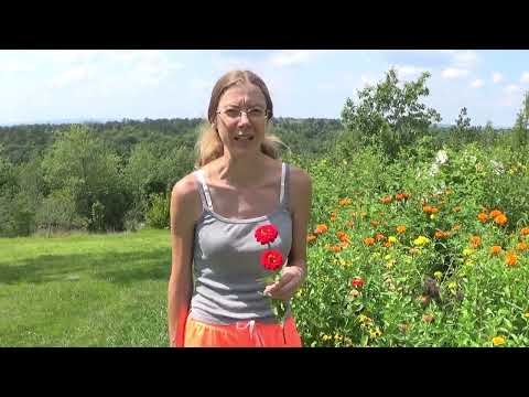 How To Harvest Zinnia Flowers, Zinnia Flower Harvesting Tips