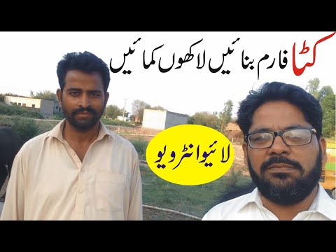 Katta farming in Pakistan | katta farming | how to start katta farming  Pakistan Smart Business Plan