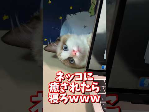 ネッコの動画で癒されたら寝ろｗｗｗ　#2ch #2ch動物スレ #2ch面白いスレ #動物 #犬 #猫 #癒やし #ねこ