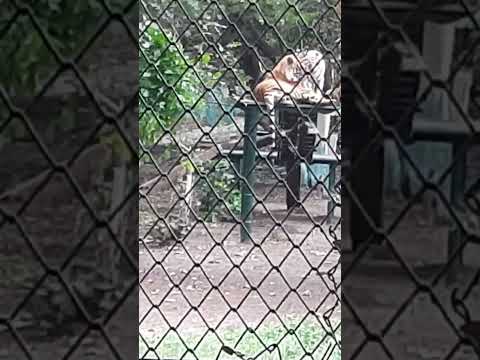 Tiger in indore zoo😍 #viral #viralshort