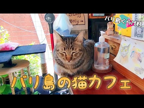 バリ島の猫カフェ「CAT CAFE SANUR」に行ってきましたニャ(=^・^=) #猫カフェ