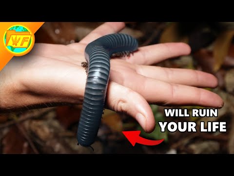 The MOST DANGEROUS MILLIPEDE on Earth!