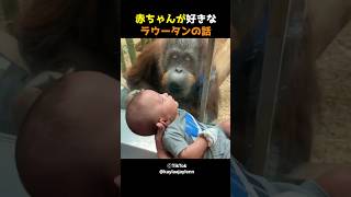 赤ちゃんが好きなオラウータンの話