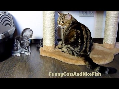 Let's play together ! Funny  Mom Cat and her  Cute Kittens