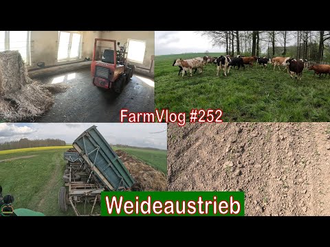 Farmvlog #252: Die Rinder kommen auf die Weide