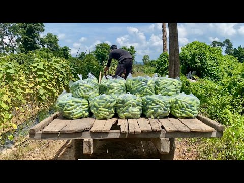 Local harvesting cucumbers lovely lifestyle #farm #local