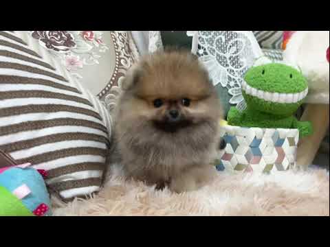 Teacup Pomeranian - Zyaire