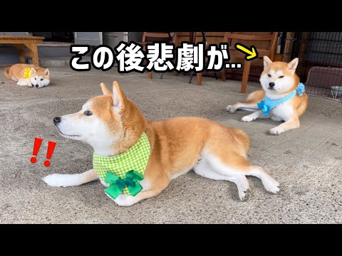 なぜかアクシデントに見舞われた柴犬巨体弟…