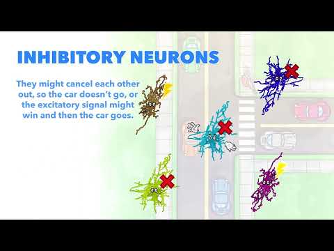 Brain Fest | Inhibitory Neurons