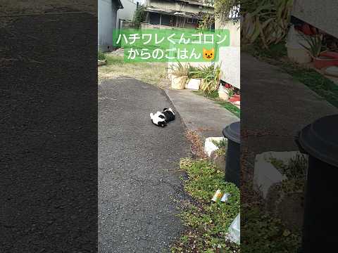 ハチワレくんゴロンからのごはん #short #shorts #猫 #ねこ #cat #猫のいる暮らし