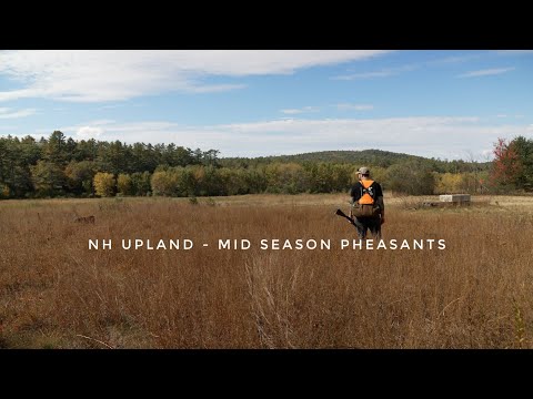 NH Upland Hunting - Mid Pheasant Season