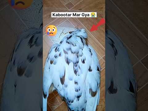 Oyy Hoy Ye Kya Ho Gya 😭 || Pigeon Is No More || #pigeon #sedstatus #kabootar #nomore #pigeonlover