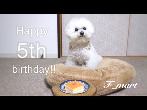 Happy 5th birthday!!【ふわり５歳のお誕生日】  -ビションフリーゼ犬-