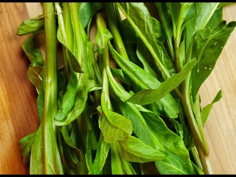 Foraging and Preparing Pokeweed