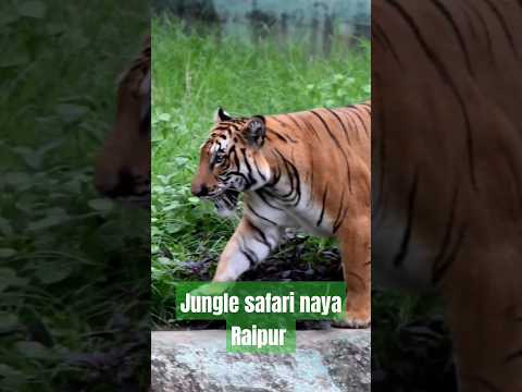 Jungle safari naya Raipur, Atal nagar l Zoo l Raipur Chhattisgarh