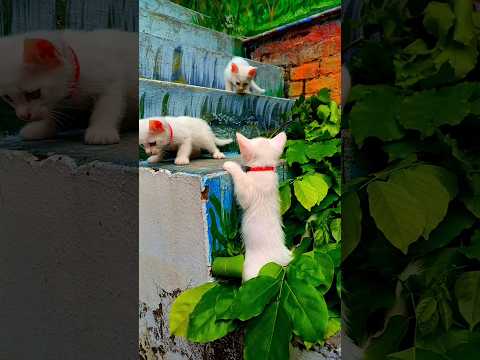 Three white fluffy cute kittens #cat #kittey #kittenslovers #catcute