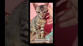 My Cute Cat 🥰 #cat #catlover #catshorts #catsvideo #catsyoutube #animallover #animationchannel