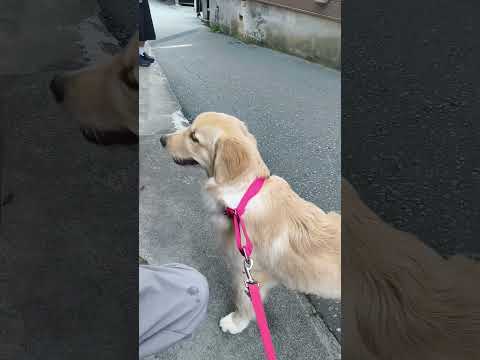 熊本県に旅行に来ました#ゴールデンレトリバー仔犬 #ゴールデンレトリバーのいる生活 #癒し