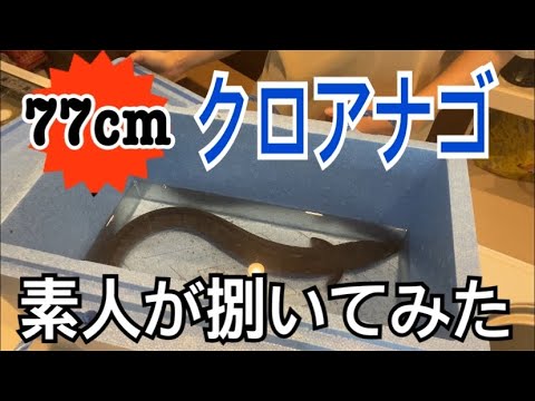 【ド素人】ハサミでクロアナゴをさばく！