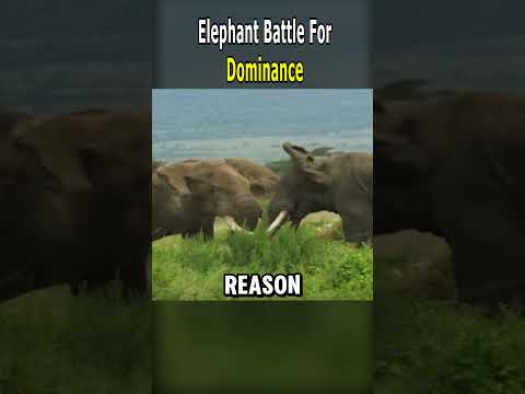 Elephant Battle for Dominance